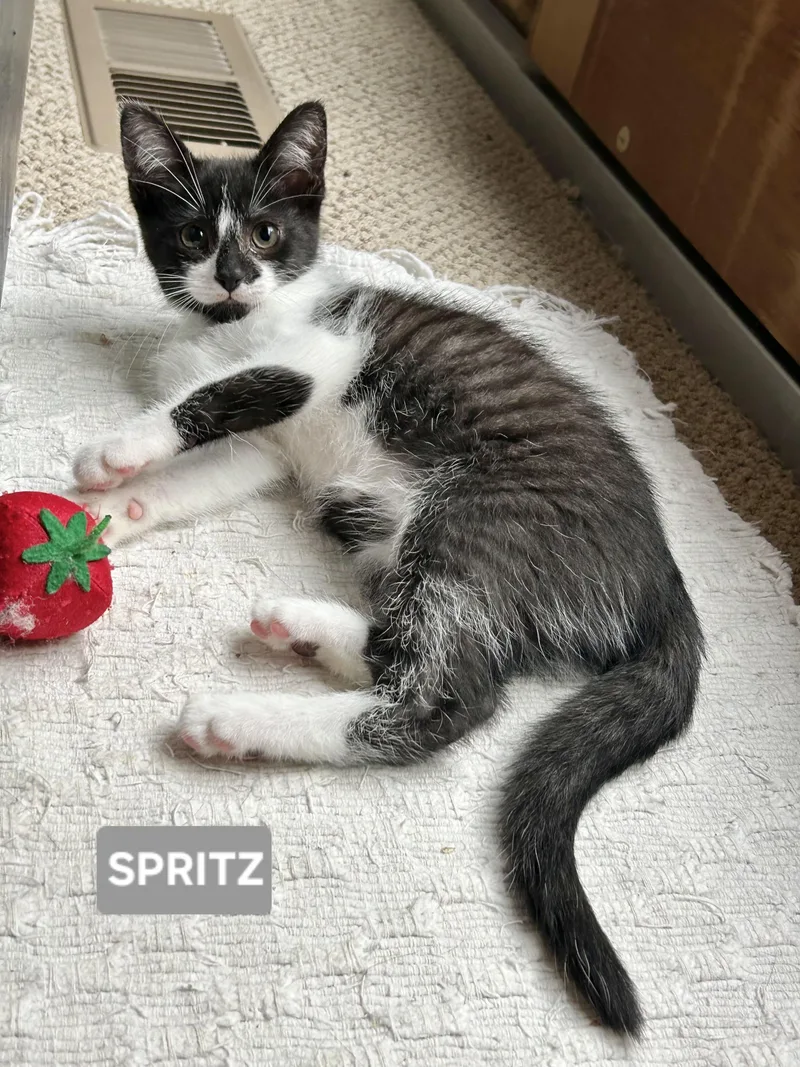 A baby small-sized female Black & White / Tuxedo Tuxedo cat named Spritz for adoption in Brighton, MI