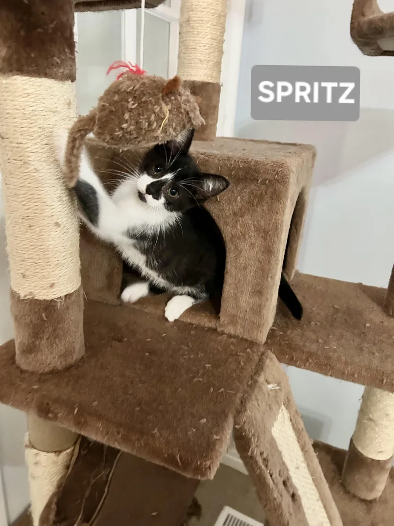 Spritz thumbnail 2