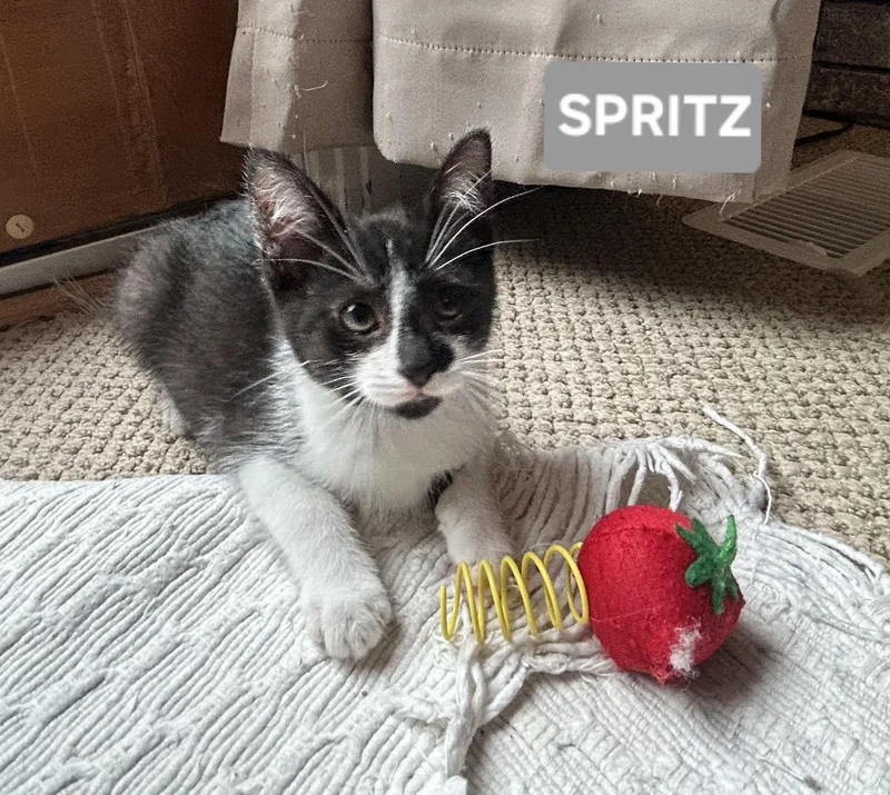 Spritz thumbnail 3