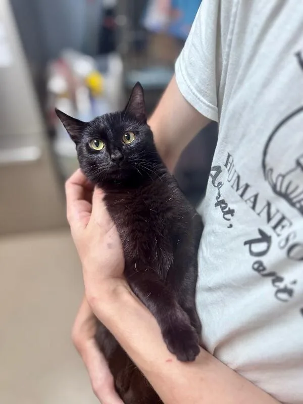 An adult medium-sized female Domestic Short Hair cat named Onyx for adoption in Wooster, OH