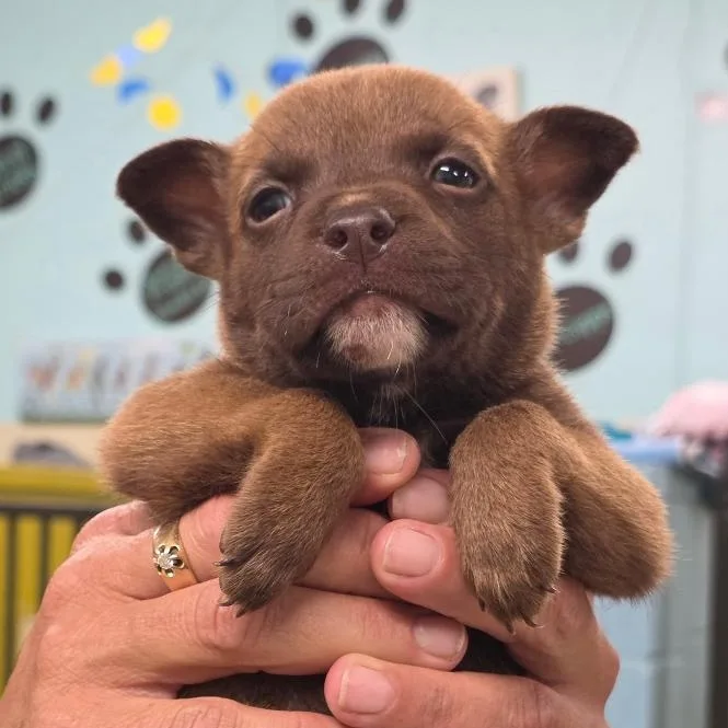 A baby medium-sized male Mixed Breed dog named Speedy Gonzales for adoption in Phenix City, AL