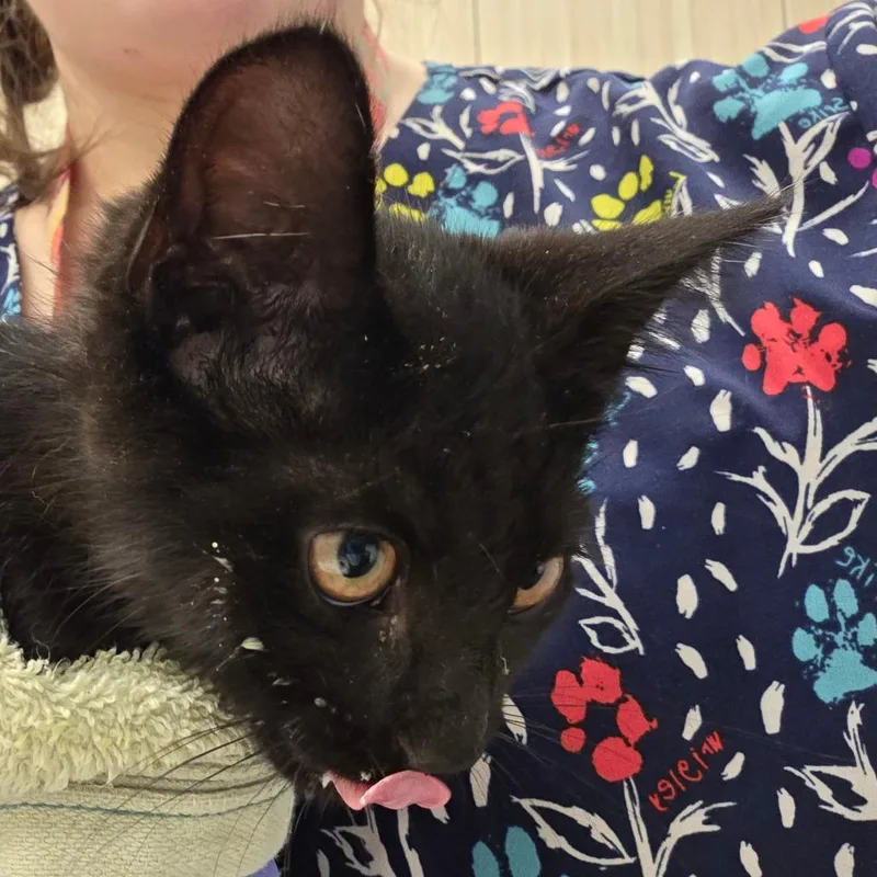 A baby small-sized male Black Domestic Short Hair cat named Fi Fi for adoption in Chattanooga, TN