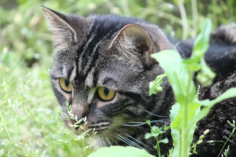A young medium-sized female Domestic Short Hair cat named Lessie for adoption in Marion, NC