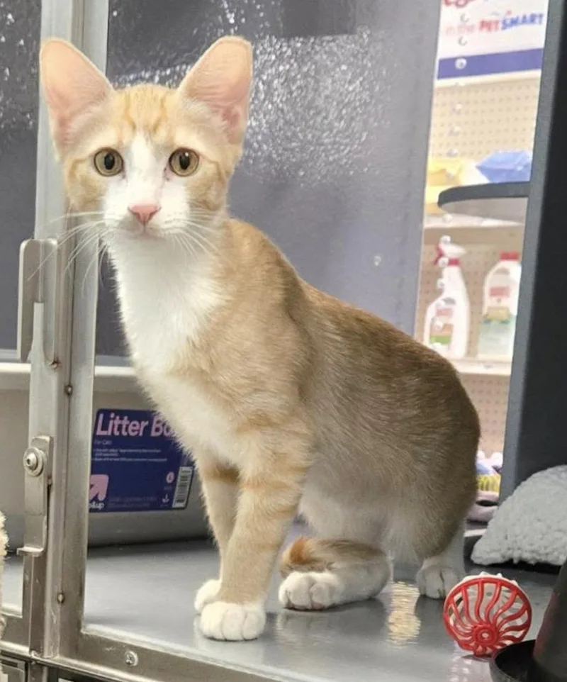 A baby medium-sized female Orange & White Domestic Short Hair cat named Nala for adoption in Glendale, AZ
