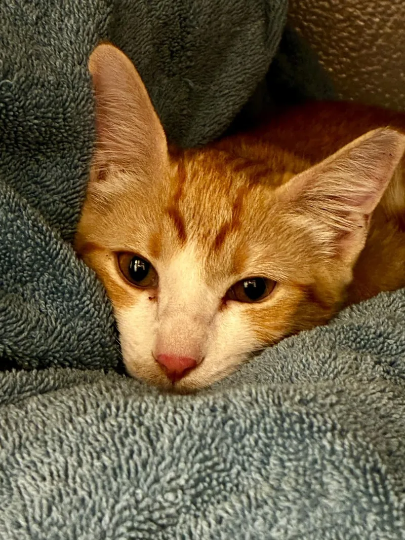 Nala thumbnail 3