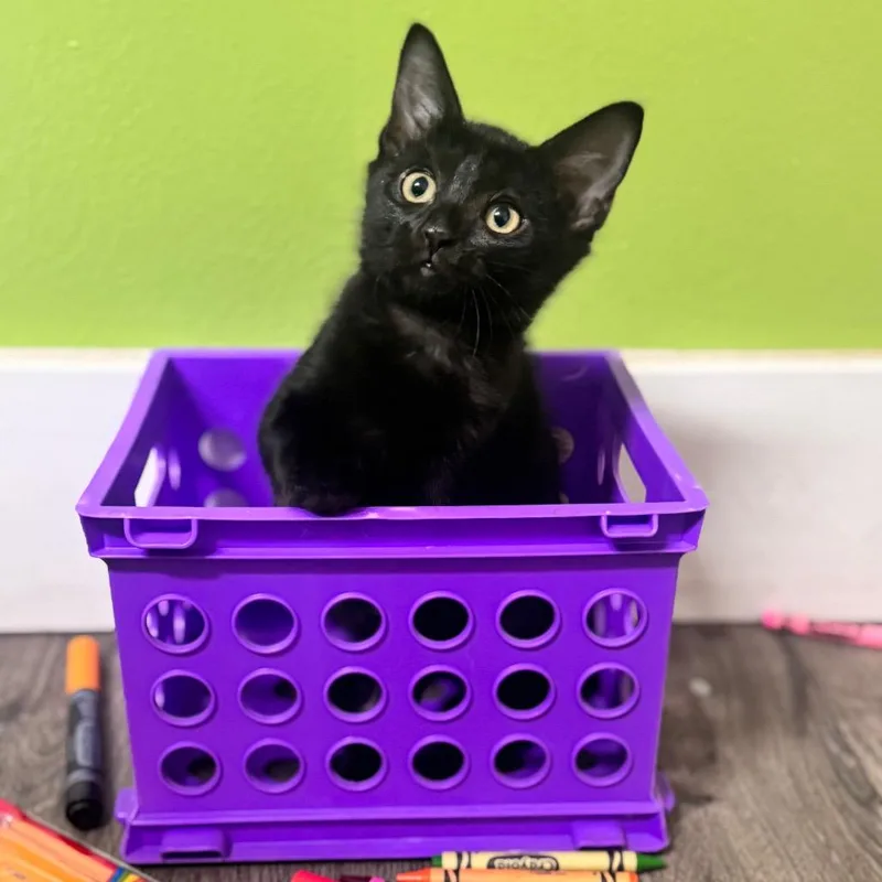 A baby small-sized female Black Domestic Short Hair cat named Art for adoption in Brownsboro, AL