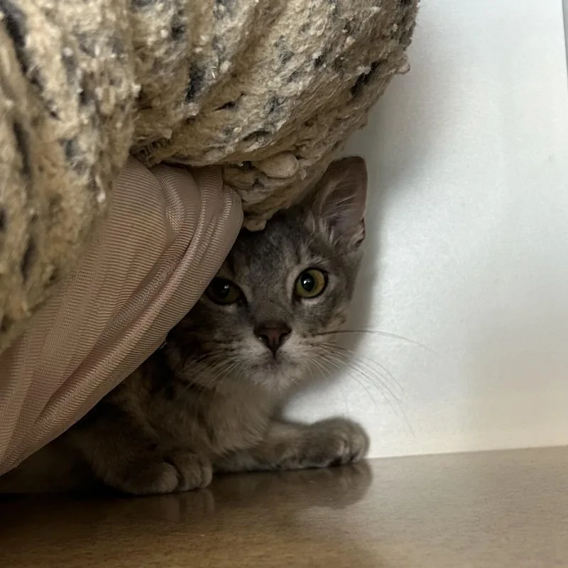 A baby small-sized male Lilac Point Domestic Short Hair cat named Tuffed for adoption in Park City, UT