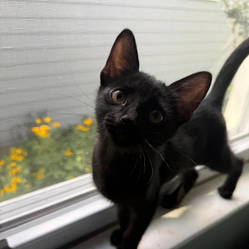A baby small-sized female Black Domestic Short Hair cat named Gaia for adoption in Roselle, IL