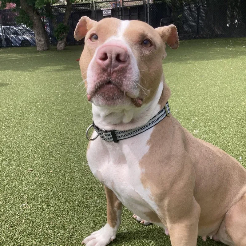An adult medium-sized female Yellow / Tan / Blond / Fawn Pit Bull Terrier dog named Nala for adoption in Providence, RI