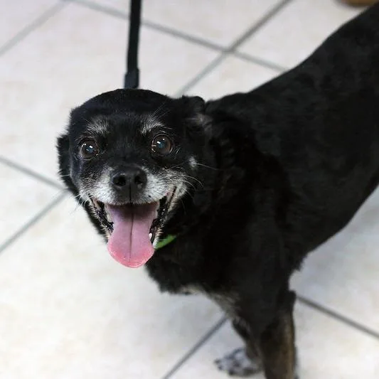 An adult small-sized male Black Chihuahua dog named Fred for adoption in Camden, DE