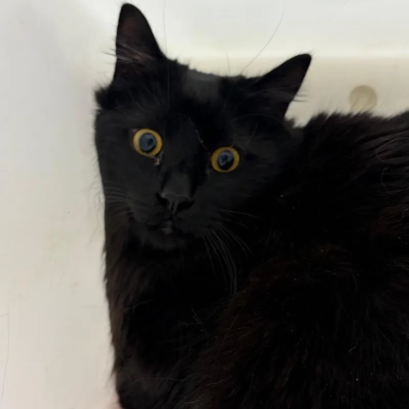An adult large-sized male Black Domestic Medium Hair cat named Gizmo for adoption in Reno, NV