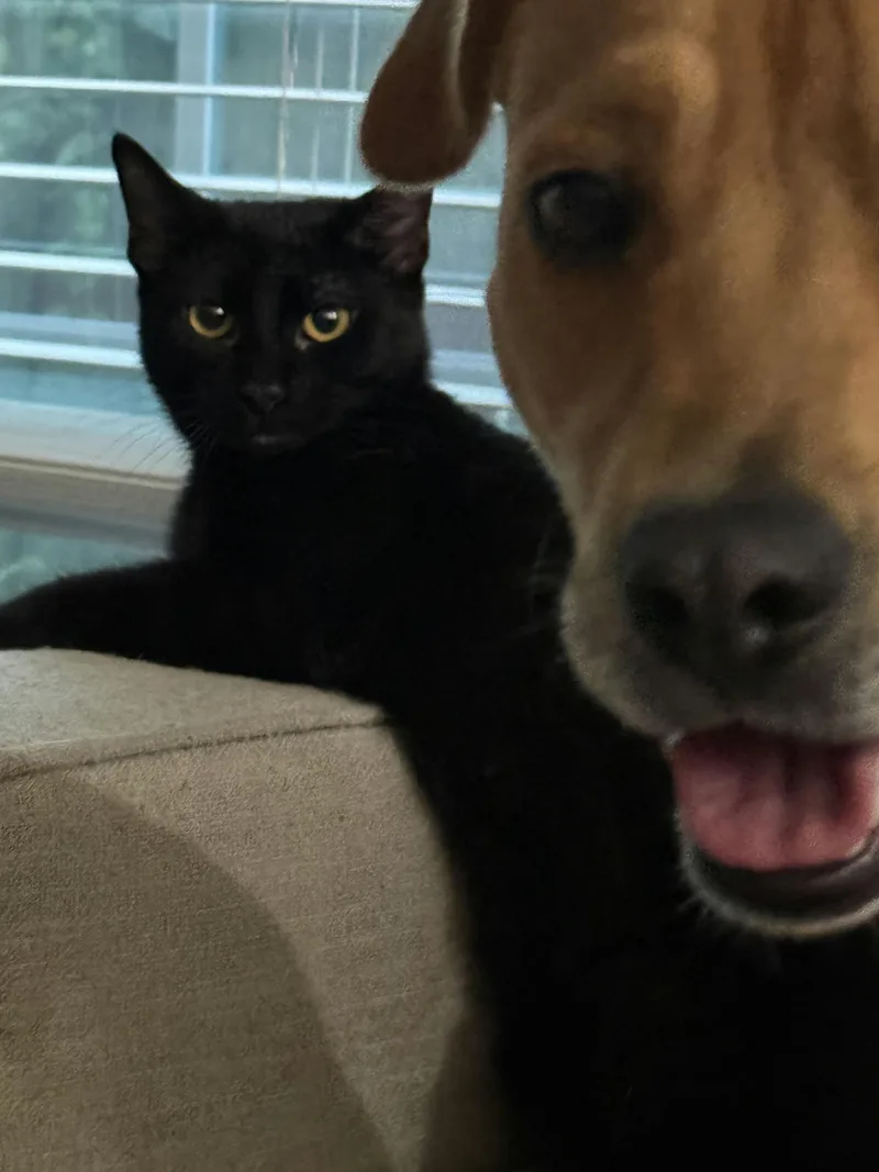 A baby medium-sized male Black Domestic Short Hair cat named Lenny for adoption in Houston, TX