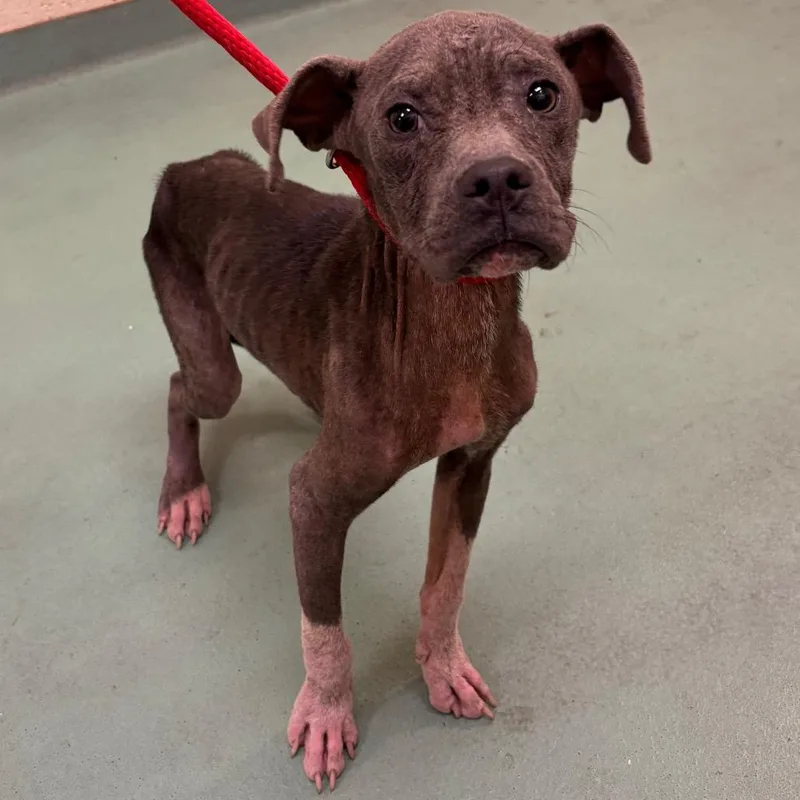 A young medium-sized male Gray / Blue / Silver Mixed Breed dog named Graham for adoption in Memphis, TN