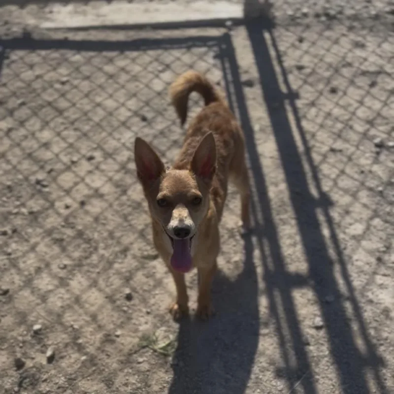 An adult small-sized female Brown / Chocolate Chihuahua dog named Mango for adoption in Independence, KS