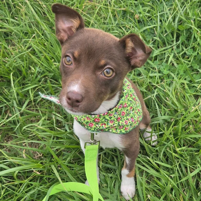 A baby medium-sized female Brown / Chocolate Mixed Breed dog named Iris for adoption in Centralia, WA