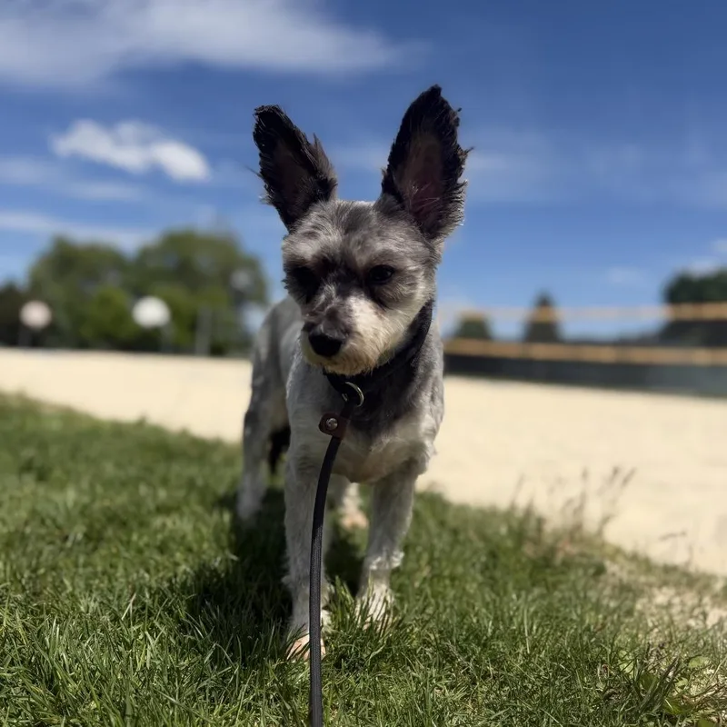 An adult small-sized female Black Miniature Schnauzer dog named Vali for adoption in Spokane, WA