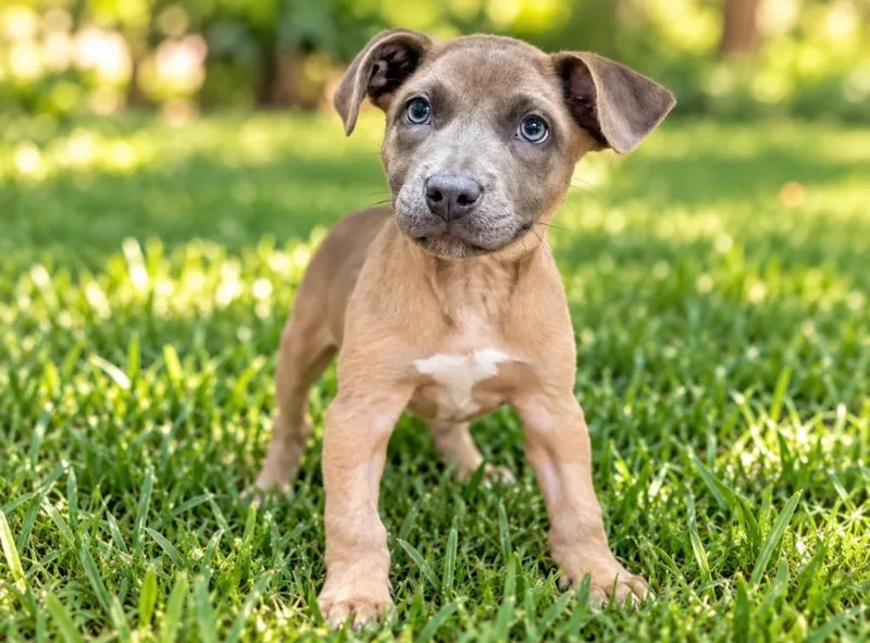 A baby small-sized female Hound dog named Almond Biscotti for adoption in Sebastian, FL