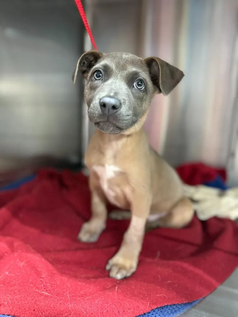 Almond Biscotti thumbnail 4