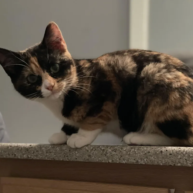 Solstice thumbnail 2