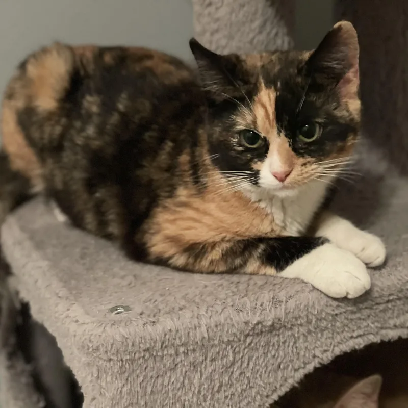 Solstice thumbnail 3