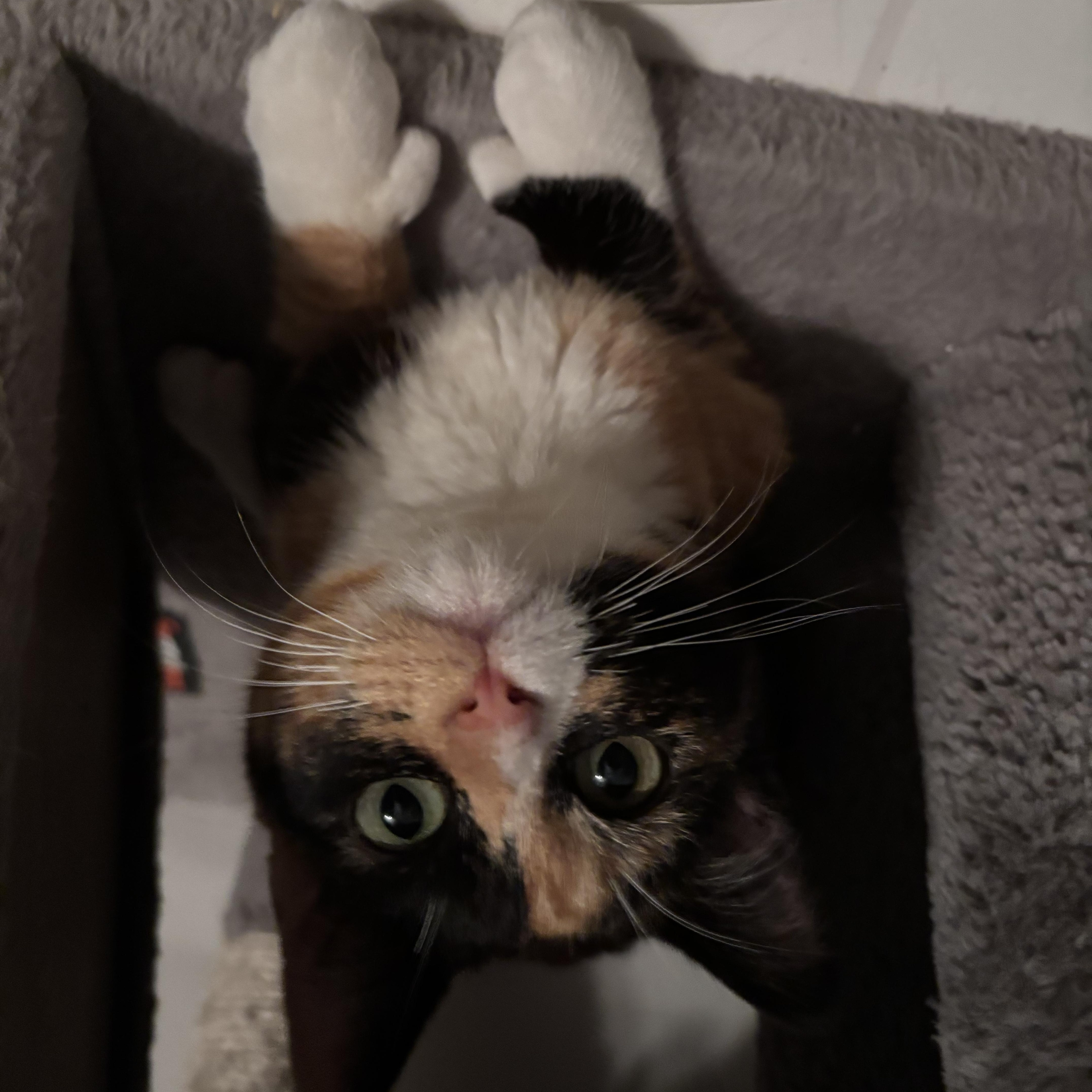 Solstice thumbnail 4