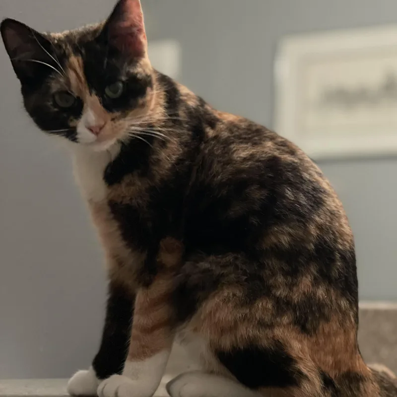 Solstice thumbnail 5