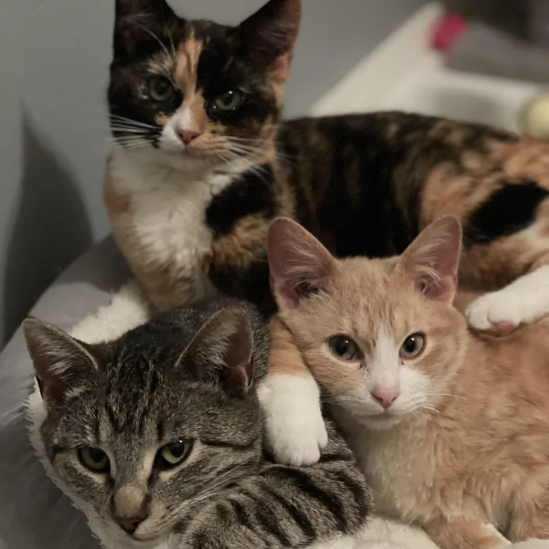 Solstice thumbnail 6