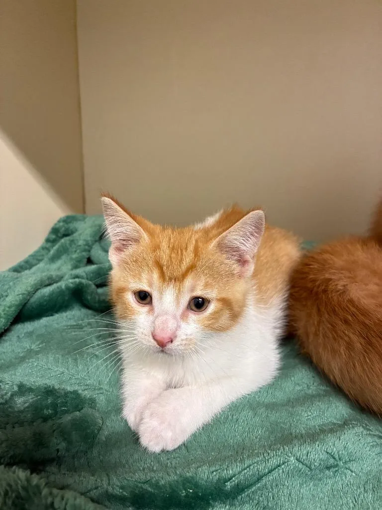 A baby medium-sized male Domestic Short Hair cat named Thorn for adoption in Bloomington, IN