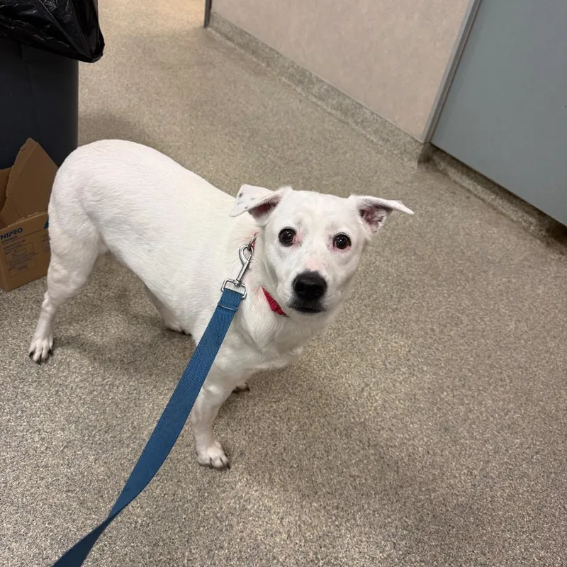 A senior medium-sized female White / Cream Mixed Breed dog named Alice for adoption in Jacksonville, FL