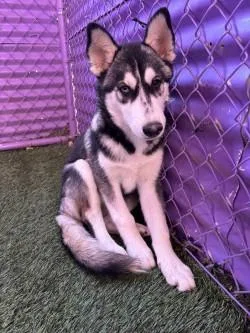 A baby large-sized female Gray / Blue / Silver Siberian Husky dog named Princess for adoption in El Paso, TX