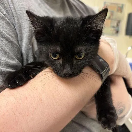 A baby small-sized male Black Domestic Short Hair cat named Finnegan for adoption in Asheville, NC