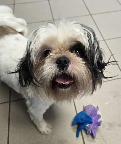 An adult small-sized female Lhasa Apso dog named Alora for adoption in Philadelphia, PA