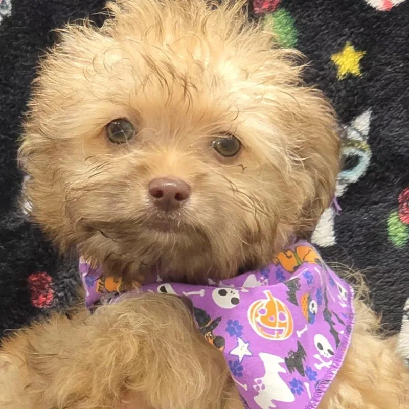 A baby small-sized male White / Cream Chihuahua dog named Bumi for adoption in Santa Barbara, CA