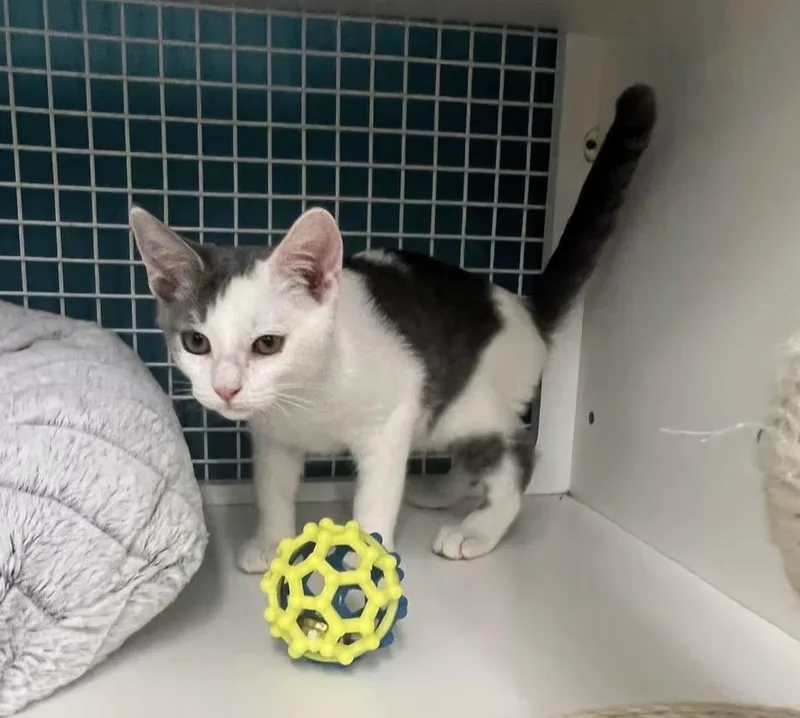 A baby medium-sized male Domestic Short Hair cat named Teddy for adoption in El Cajon, CA