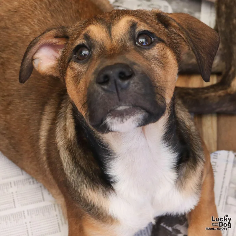 A baby large-sized female Shepherd dog named Natalie for adoption in Washington, DC