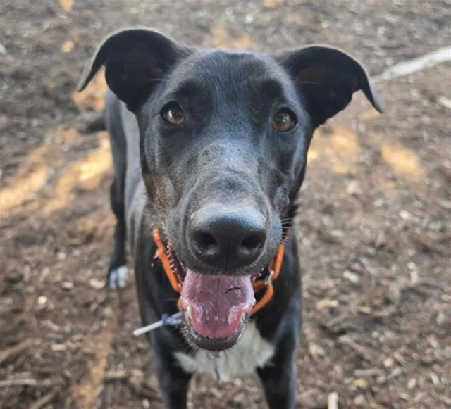 A young medium-sized female Australian Cattle Dog / Blue Heeler dog named Mithu for adoption in Denver, CO