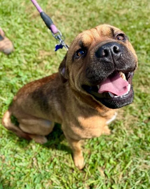 A young medium-sized male Shar-Pei dog named Keith for adoption in York, SC