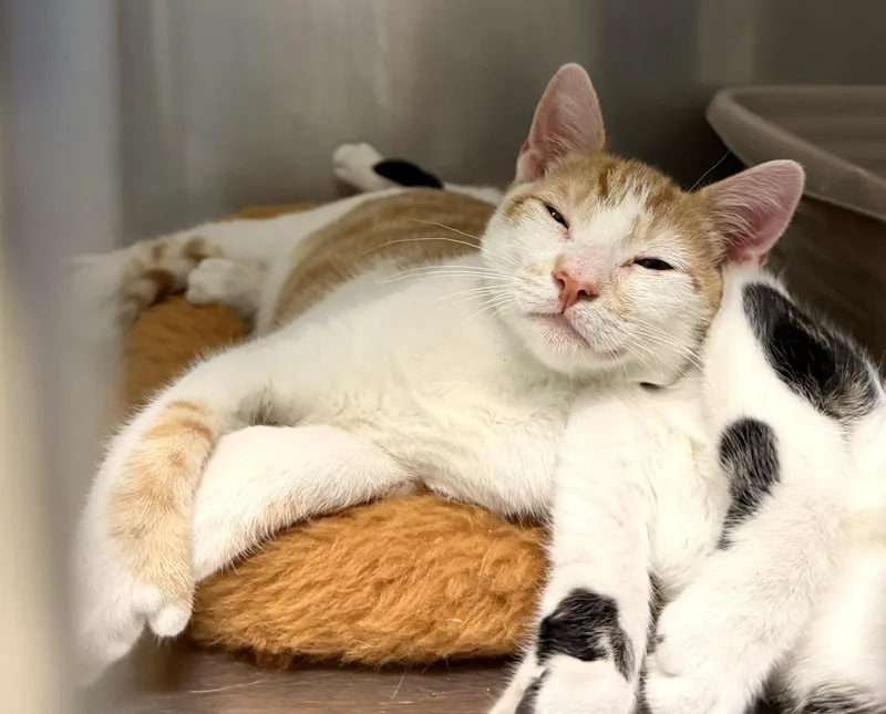 A baby medium-sized male Orange & White Domestic Short Hair cat named Sunny D for adoption in Wantagh, NY