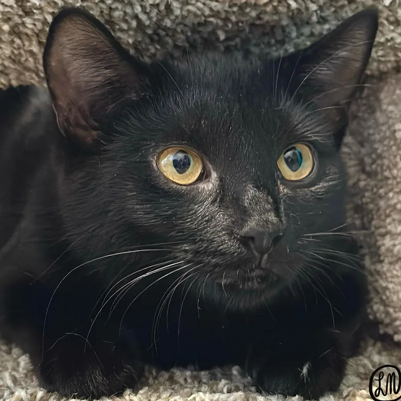A young medium-sized male Black Domestic Short Hair cat named Wally for adoption in Victor, NY