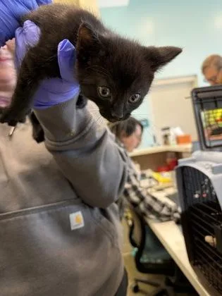 A baby small-sized male Domestic Short Hair cat named Rd for adoption in Fishers, IN