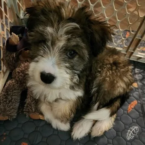 Remington
