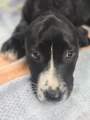 A baby medium-sized female Mixed Breed dog named Cheerio for adoption in Madison, NJ