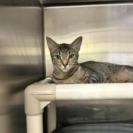 A young medium-sized female Tabby (Tiger Striped) Domestic Short Hair cat named Louise for adoption in Triadelphia, WV