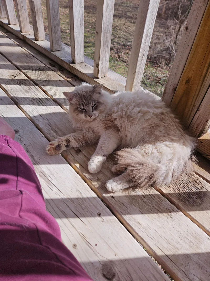 An adult large-sized male Ragdoll cat named Caspian for adoption in Porum, OK