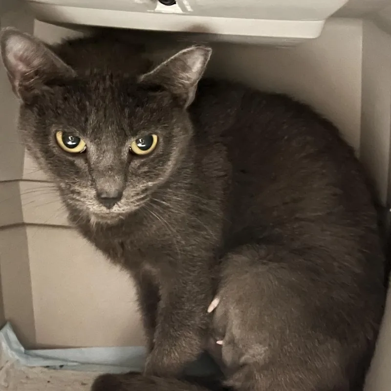 A young small-sized female Gray / Blue / Silver Domestic Short Hair cat named June for adoption in Washington, DC