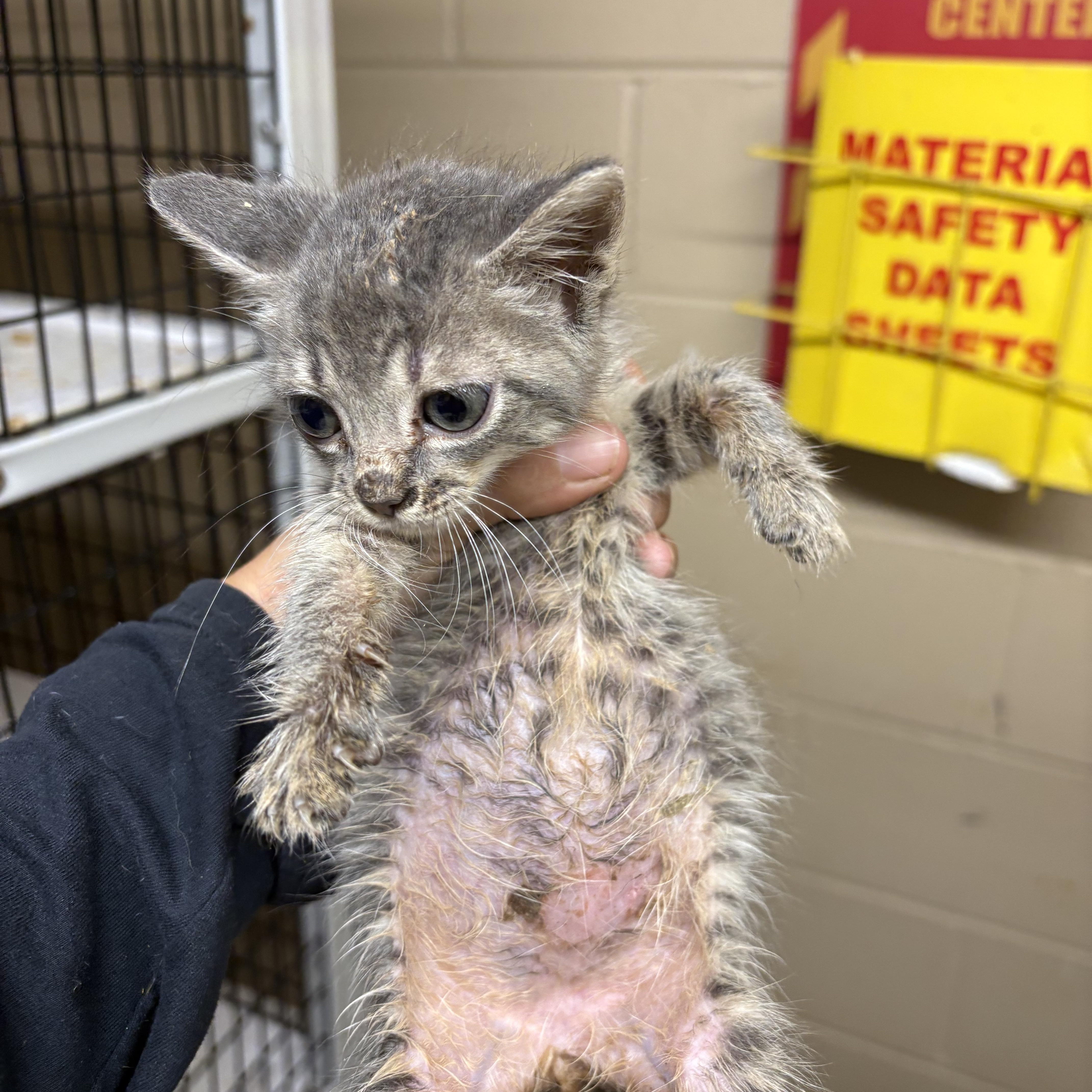 A baby medium-sized female Tabby (Gray / Blue / Silver) Domestic Short Hair cat named Katniss for adoption in Monticello, GA