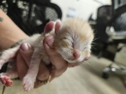 A baby small-sized male Domestic Short Hair cat named Persimmon for adoption in Gainesville, FL
