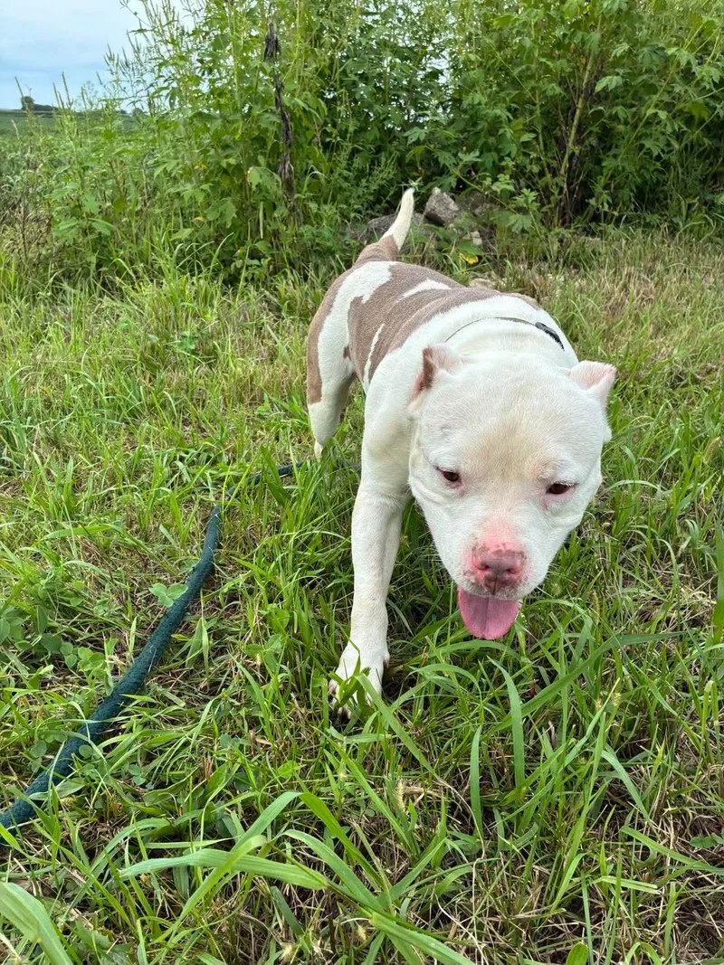 An adult medium-sized male White / Cream Pit Bull Terrier dog named Lightning for adoption in Mason City, IL
