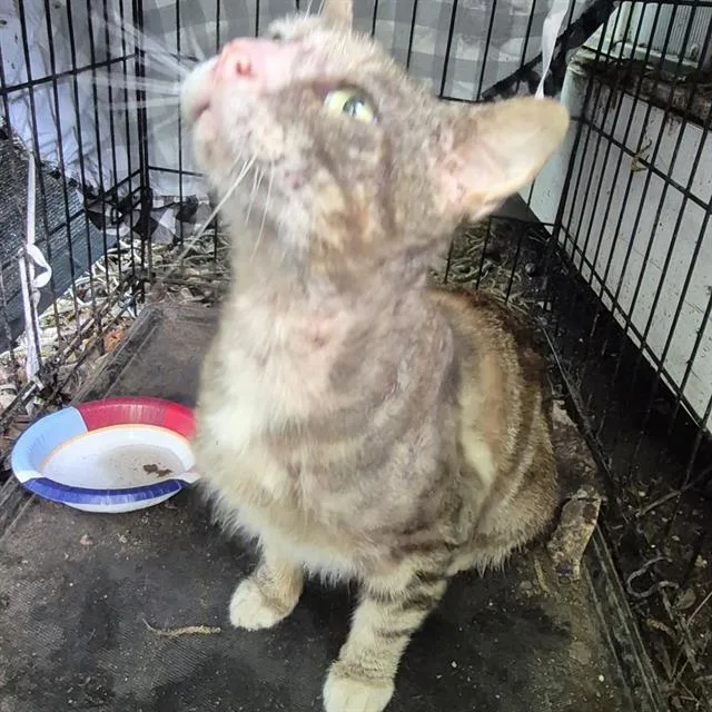 An adult small-sized male Domestic Short Hair cat named Axel for adoption in San Antonio, TX