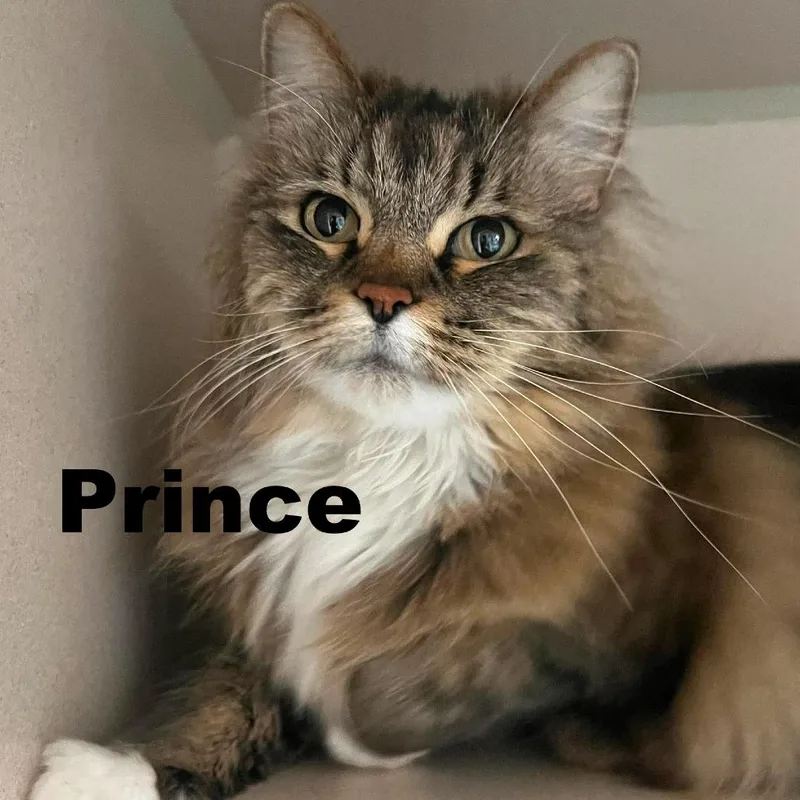 Prince